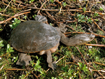 Northern Snake-necked Turtle, Murganell