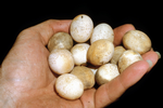 Northern Snake-necked Turtle eggs, Elizabeth Valley