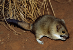 Mulgara