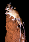 Spinifex Hopping-mice
