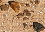 Gibber Earless Dragon, Boulia