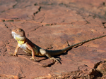 Ring-tailed Dragon, Watarrka National Park