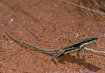 Male Central Military Dragon, Uluru National Park