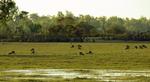 Agile Wallabies, Mary River plains