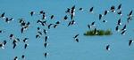 Black-winged Stilts. Roebuck Bay