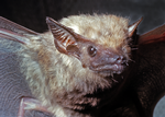 Arnhem Sheath-tailed Bat