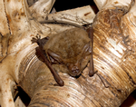 Arnhemland Long-eared Bat, Elizabeth Valley