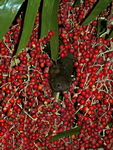 Black Flying-fox, Elizabeth Valley