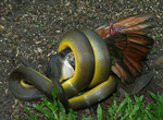 Water Python eating an Emerald Dove