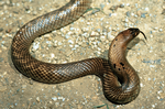 Western Brown Snake