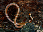 Orange-naped Snake