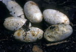 Orange-naped Snakes hatching, Elizabeth Valley