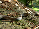 Yellow-faced Whipsnake