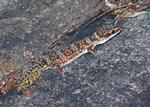 Marbled Velvet Gecko, Flat Rock Creek