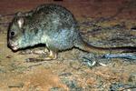 Brush-tailed Bettong