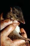 Northern Brown Bandicoot