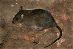 Dusky Rat, Adelaide River