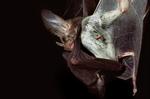 Ghost Bat mother and young