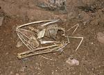Ghost Bat skeleton, Pine Creek