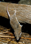 Common Planigale, Territory Wildlife Park
