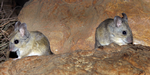 Plains Mice, Alice Springs Desert Park