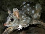Western Quoll, Alice Springs Desert Park