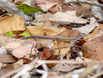 Black-Tailed Bar-Lipped Skink, Forbes Island