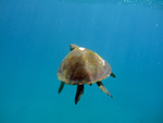 Green Turtle, Lady Elliot Island