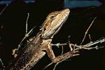 Dwarf Bearded Dragon