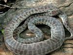 Children's Python, Elizabeth Valley