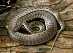 Children's Python, Elizabeth Valley