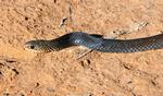 Black Whip Snake, Kepla Station