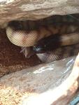 Black-headed Python