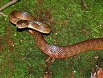 Brown Tree Snake