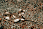Ingram's Brown Snake