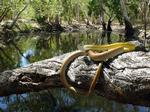 Common Tree Snake, Koolatong