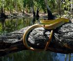 Common Tree Snake, Koolatong