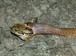 Keelback eating a Cane Toad, Auvergne Station