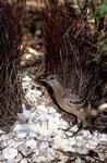 Great Bowerbird at bower, Lawn Hill