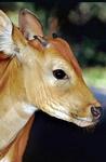 Banteng calf, Territory Wildlife Park
