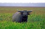 Buffalo bull, Murganella