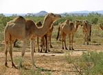 Camels, Sturt Creek
