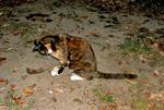 Feral Cat with dead melomys