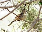 Chiming Wedgebill, Desert Wildlife Park