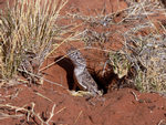 Central Netted Dragon, Kathleen Springs