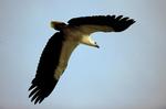 White-bellied Sea-eagle in flight, Adelaide River region
