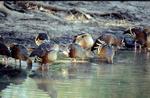 Plumed Whistling Ducks at the waters edge