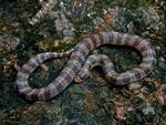 Northern Shovel-nosed Snake