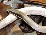 Burton's Legless-lizard