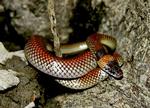 Orange-naped Snake, Ringwood Station